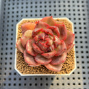 Echeveria Hybrid sp. 1"-2" Hand-Selected Clone (From Brotherly Farm) Succulent Plant Cutting
