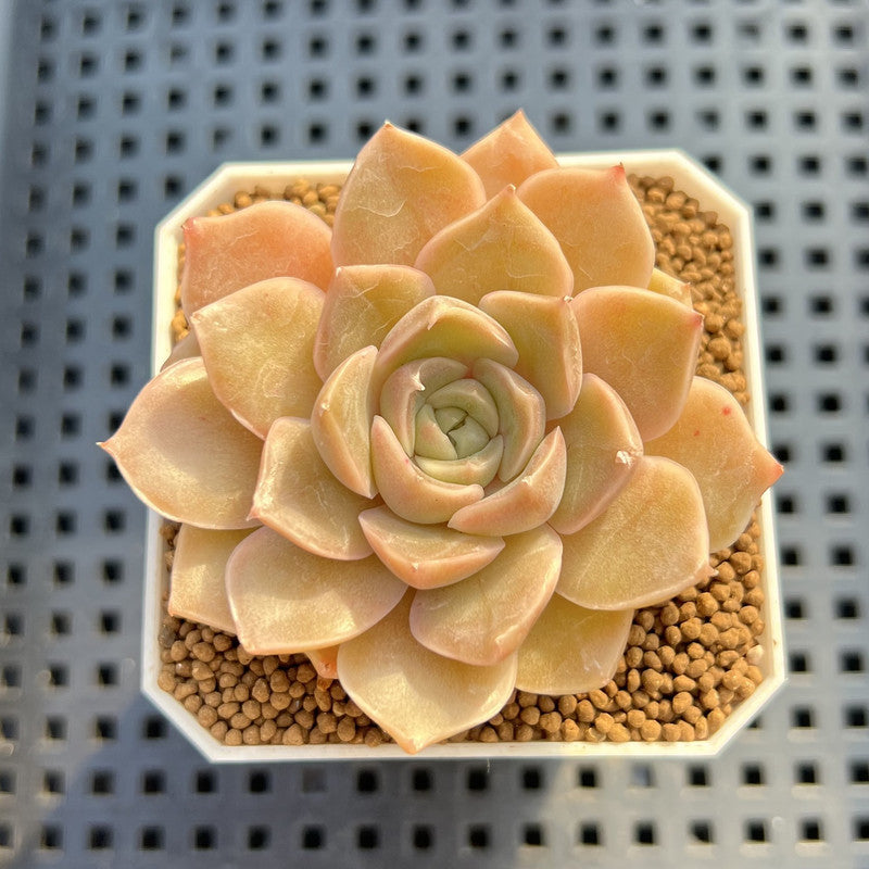 Echeveria Hybrid sp. 1"-2" Hand-Selected Clone (From Brotherly Farm) Succulent Plant Cutting