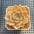 Echeveria Hybrid sp. 1"-2" Hand-Selected Clone (From Brotherly Farm) Succulent Plant Cutting