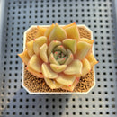 Echeveria Hybrid sp. 1"-2" Hand-Selected Clone (From Brotherly Farm) Succulent Plant Cutting