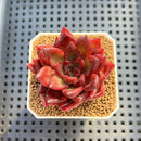 Echeveria Hybrid sp. 1"-2" Hand-Selected Clone (From Brotherly Farm) Succulent Plant Cutting