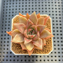 Echeveria Hybrid sp. 1"-2" Hand-Selected Clone (From Brotherly Farm) Succulent Plant Cutting