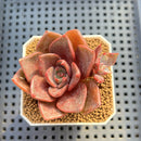 Echeveria Hybrid sp. 1"-2" Hand-Selected Clone (From Brotherly Farm) Succulent Plant Cutting