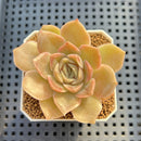 Echeveria Hybrid sp. 1"-2" Hand-Selected Clone (From Brotherly Farm) Succulent Plant Cutting