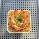 Echeveria Hybrid sp. 1"-2" Hand-Selected Clone (From Brotherly Farm) Succulent Plant Cutting