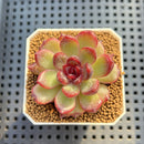 Echeveria Hybrid sp. 1"-2" Hand-Selected Clone (From Brotherly Farm) Succulent Plant Cutting