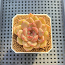 Echeveria Hybrid sp. 1"-2" Hand-Selected Clone (From Brotherly Farm) Succulent Plant Cutting