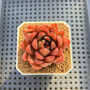 Echeveria Hybrid sp. 1"-2" Hand-Selected Clone (From Brotherly Farm) Succulent Plant Cutting