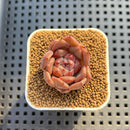 Echeveria Hybrid sp. 1"-2" Hand-Selected Clone (From Brotherly Farm) Succulent Plant Cutting