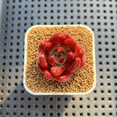 Echeveria Hybrid sp. 1"-2" Hand-Selected Clone (From Brotherly Farm) Succulent Plant Cutting