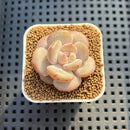 Echeveria Hybrid sp. 1"-2" Hand-Selected Clone (From Brotherly Farm) Succulent Plant Cutting