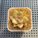 Echeveria Hybrid sp. 1"-2" Hand-Selected Clone (From Brotherly Farm) Succulent Plant Cutting