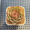 Echeveria Hybrid sp. 1"-2" Hand-Selected Clone (From Brotherly Farm) Succulent Plant Cutting