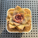 Echeveria Hybrid sp. 1"-2" Hand-Selected Clone (From Brotherly Farm) Succulent Plant Cutting