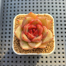 Echeveria Hybrid sp. 1"-2" Hand-Selected Clone (From Brotherly Farm) Succulent Plant Cutting
