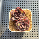 Echeveria Hybrid sp. 1"-2" Hand-Selected Clone (From Brotherly Farm) Succulent Plant Cutting