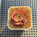 Echeveria Hybrid sp. 1"-2" Hand-Selected Clone (From Brotherly Farm) Succulent Plant Cutting