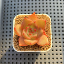 Echeveria Hybrid sp. 1"-2" Hand-Selected Clone (From Brotherly Farm) Succulent Plant Cutting