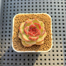 Echeveria Hybrid sp. 1"-2" Hand-Selected Clone (From Brotherly Farm) Succulent Plant Cutting
