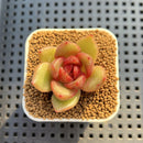 Echeveria Hybrid sp. 1"-2" Hand-Selected Clone (From Brotherly Farm) Succulent Plant Cutting