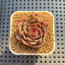 Echeveria Hybrid sp. 1"-2" Hand-Selected Clone (From Brotherly Farm) Succulent Plant Cutting