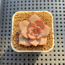 Echeveria Hybrid sp. 1"-2" Hand-Selected Clone (From Brotherly Farm) Succulent Plant Cutting