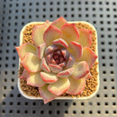 Echeveria Hybrid sp. 1"-2" Hand-Selected Clone (From Brotherly Farm) Succulent Plant Cutting