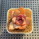 Echeveria Hybrid sp. 1"-2" Hand-Selected Clone (From Brotherly Farm) Succulent Plant Cutting