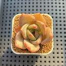 Echeveria Hybrid sp. 1"-2" Hand-Selected Clone (From Brotherly Farm) Succulent Plant Cutting