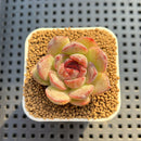 Echeveria Hybrid sp. 1"-2" Hand-Selected Clone (From Brotherly Farm) Succulent Plant Cutting