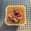Echeveria Hybrid sp. 1"-2" Hand-Selected Clone (From Brotherly Farm) Succulent Plant Cutting