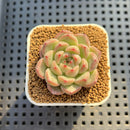 Echeveria Hybrid sp. 1"-2" Hand-Selected Clone (From Brotherly Farm) Succulent Plant Cutting