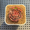 Echeveria Hybrid sp. 1"-2" Hand-Selected Clone (From Brotherly Farm) Succulent Plant Cutting