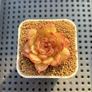 Echeveria Hybrid sp. 1"-2" Hand-Selected Clone (From Brotherly Farm) Succulent Plant Cutting