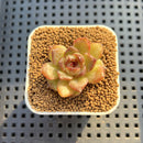 Echeveria Hybrid sp. 1"-2" Hand-Selected Clone (From Brotherly Farm) Succulent Plant Cutting