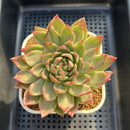 Echeveria 'Sunrise' Variegated 4" Succulent Plant Cutting