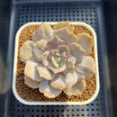 Echeveria 'Melancholy' Monstrose 3" Succulent Plant Cutting