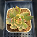 Echeveria Agavoides 'McRising' Variegated 3" Succulent Plant Cutting