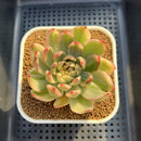 Echeveria Agavoides 'McRising' Variegated 3" Succulent Plant Cutting