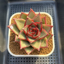 Echeveria Agavoides 'Black Hurricane' 3"-4" Succulent Plant Cutting
