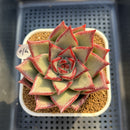 Echeveria Agavoides 'Black Hurricane' 3"-4" Succulent Plant Cutting