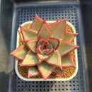 Echeveria Agavoides 'Black Hurricane' 3"-4" Succulent Plant Cutting