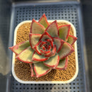 Echeveria Agavoides 'Black Hurricane' 3"-4" Succulent Plant Cutting