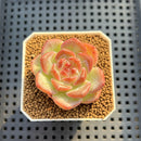 Echeveria 'Egg Tart' 1"-2" New Hybrid Succulent Plant Cutting