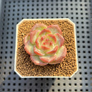 Echeveria 'Egg Tart' 1"-2" New Hybrid Succulent Plant Cutting