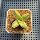 Crassula 'Springtime' Variegated 1"-2" Succulent Plant Cutting