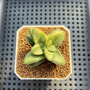 Crassula 'Springtime' Variegated 1"-2" Succulent Plant Cutting