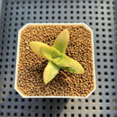 Crassula 'Springtime' Variegated 1"-2" Succulent Plant Cutting