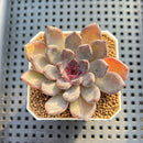 Echeveria 'Black Pearl' 2" Succulent Plant Cutting