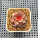 Echeveria 'Rose Lungo' 1" New Hybrid Succulent Plant Cutting
